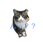 もふねこ ぴんた先輩の日常（個別スタンプ：10）