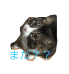 もふねこ ぴんた先輩の日常（個別スタンプ：11）