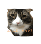 もふねこ ぴんた先輩の日常（個別スタンプ：12）