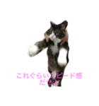 もふねこ ぴんた先輩の日常（個別スタンプ：13）