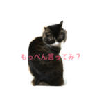 もふねこ ぴんた先輩の日常（個別スタンプ：14）
