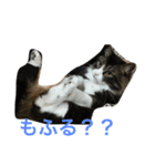 もふねこ ぴんた先輩の日常（個別スタンプ：15）