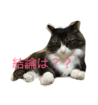 もふねこ ぴんた先輩の日常（個別スタンプ：16）