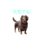 おしゃべりダックス（個別スタンプ：2）
