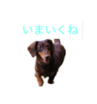 おしゃべりダックス（個別スタンプ：3）
