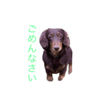 おしゃべりダックス（個別スタンプ：4）