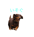 おしゃべりダックス（個別スタンプ：5）