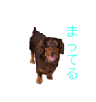 おしゃべりダックス（個別スタンプ：6）