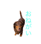 おしゃべりダックス（個別スタンプ：7）