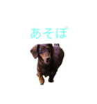 おしゃべりダックス（個別スタンプ：8）