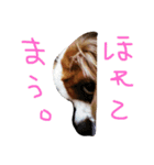 きゃば（個別スタンプ：8）