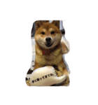 柴犬のこむぎ（個別スタンプ：1）
