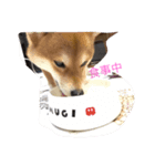 柴犬のこむぎ（個別スタンプ：2）