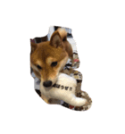 柴犬のこむぎ（個別スタンプ：3）