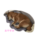 柴犬のこむぎ（個別スタンプ：4）