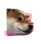 柴犬のこむぎ（個別スタンプ：5）