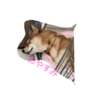 柴犬のこむぎ（個別スタンプ：6）