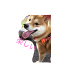 柴犬のこむぎ（個別スタンプ：7）