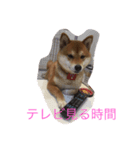 柴犬のこむぎ（個別スタンプ：8）