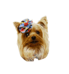 三姉妹犬（個別スタンプ：2）