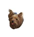三姉妹犬（個別スタンプ：4）