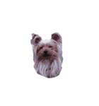 三姉妹犬（個別スタンプ：5）