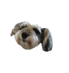三姉妹犬（個別スタンプ：6）
