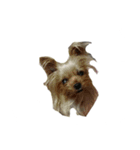 三姉妹犬（個別スタンプ：9）