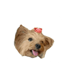 三姉妹犬（個別スタンプ：10）