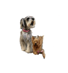 三姉妹犬（個別スタンプ：13）