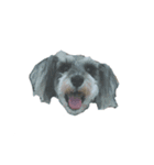 三姉妹犬（個別スタンプ：15）