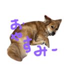 あんこと遊ぼう（個別スタンプ：2）