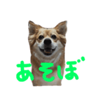 あんこと遊ぼう（個別スタンプ：3）