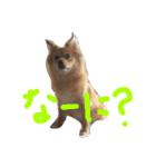 あんこと遊ぼう（個別スタンプ：5）