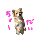 あんこと遊ぼう（個別スタンプ：6）