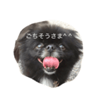 ポメ狆チョロすけ（個別スタンプ：2）