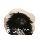ポメ狆チョロすけ（個別スタンプ：5）