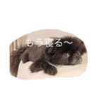 ポメ狆チョロすけ（個別スタンプ：7）