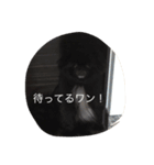 ポメ狆チョロすけ（個別スタンプ：8）