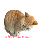 すれ猫。（個別スタンプ：1）