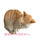 すれ猫。（個別スタンプ：2）