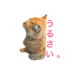 すれ猫。（個別スタンプ：3）