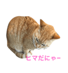 すれ猫。（個別スタンプ：4）