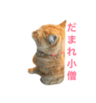 すれ猫。（個別スタンプ：5）
