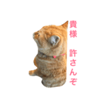 すれ猫。（個別スタンプ：6）