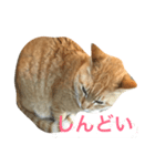 すれ猫。（個別スタンプ：7）