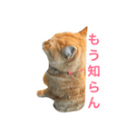すれ猫。（個別スタンプ：8）