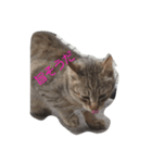 猫町散歩（個別スタンプ：1）
