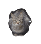 猫町散歩（個別スタンプ：3）