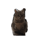 猫町散歩（個別スタンプ：4）